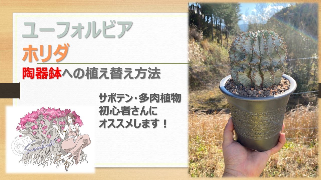 多肉植物 ユーフォルビア ホリダの植え替え 近似種の紹介 Youtube