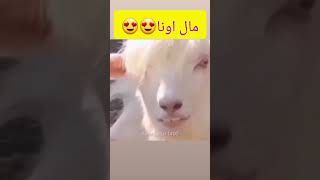 تفاوت رود ببین حتما?