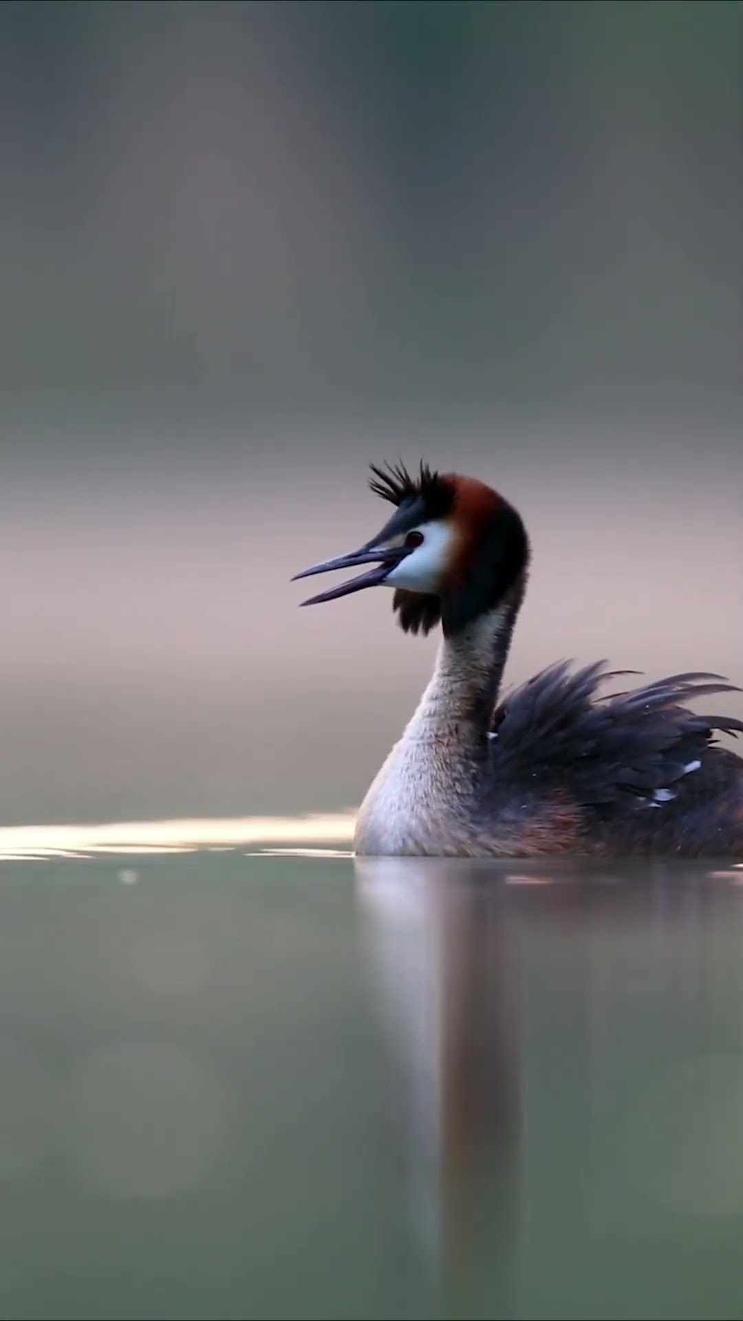 During breeding season, an orange plumage will appear around a grebe's neck and above their head.