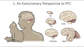 9.1. Evolution Prefrontal Cortex, Fundamentals of Cognitive Neuroscience Course, Session 9, Part 1