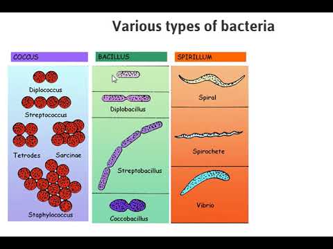 Bacteria Classification On the Base Of Shape | Shapes of bacteria |