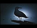 JUAN_SALVADOR_GAVIOTA_PART_3.