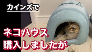 新しい猫ハウス買ってきたら　　シンガプーラ by こてつチャンネル 347 views 10 months ago 3 minutes, 30 seconds
