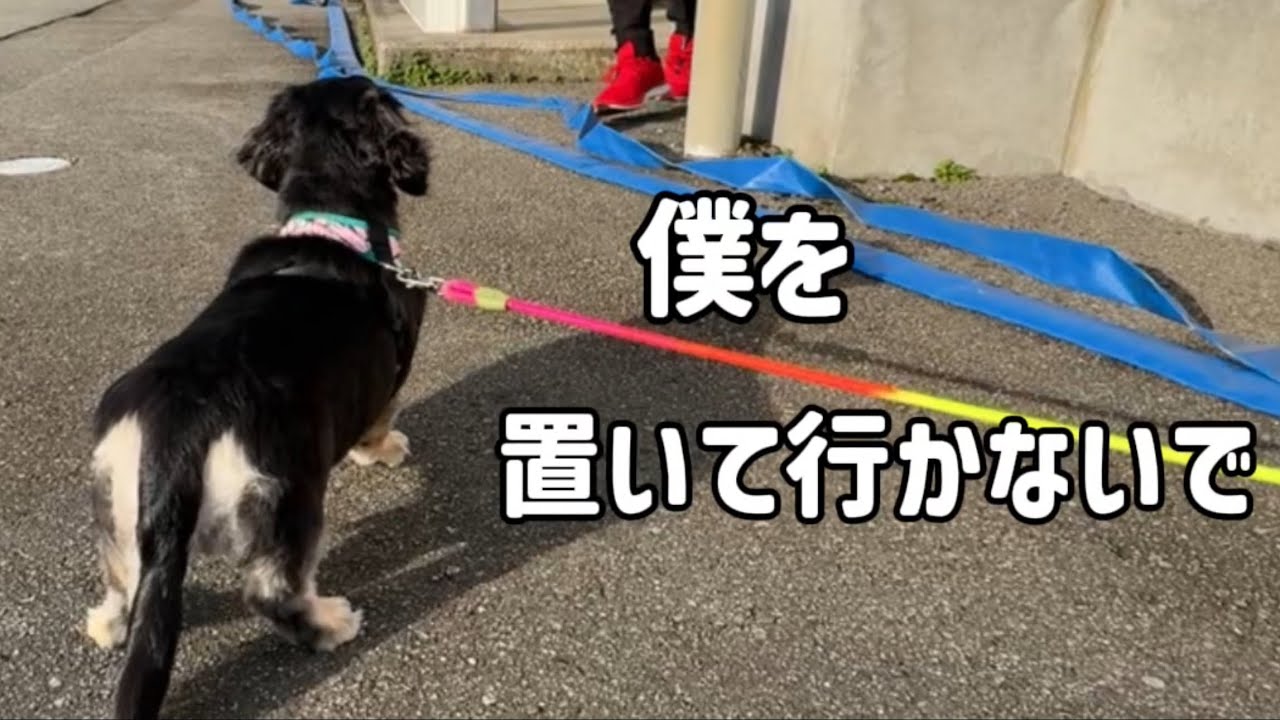 僕を置いて行かないで、一緒がいい/ミニチュアダックス