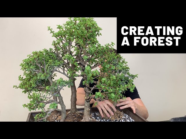 Creating a Bonsai Forest - Dwarf Jade (Portulacaria Afra) | The Bonsai  Supply - YouTube