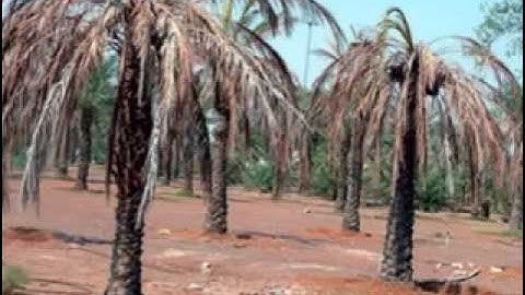 الي يعرف اسم القارئ هذ يكتب في التعليق جزاكم الله
