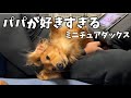 パパへの愛が止まらないダックス