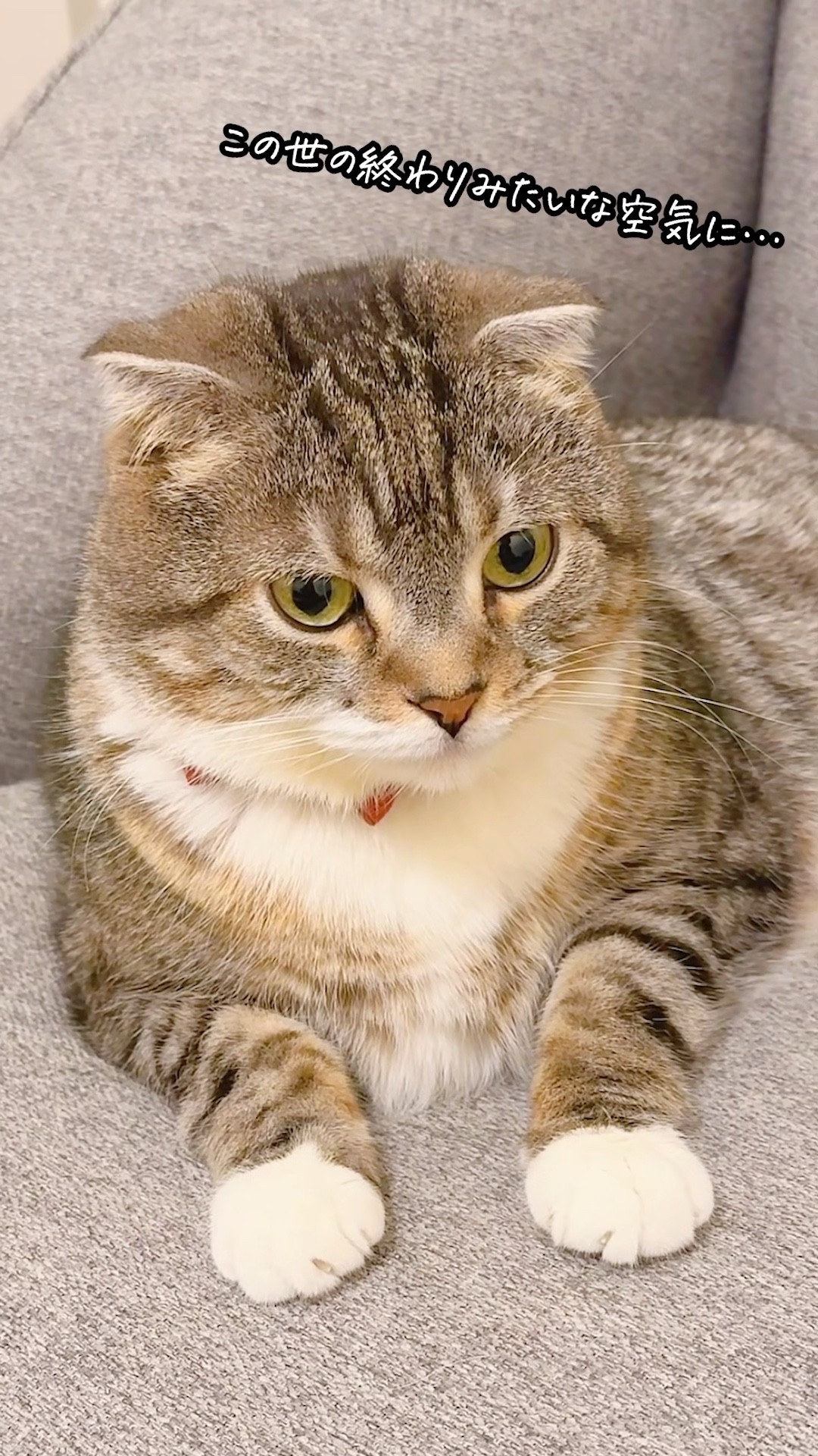 猫の毛づくろい中にかまってちゃんをした飼い主の末路がコチラ