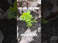Celery in winter, life will find a way