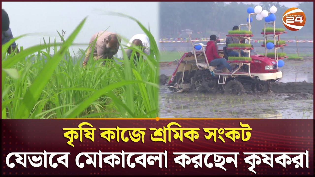 রংপুরে তীব্র হচ্ছে শ্রমিক সংকট, যেভাবে মোকাবেলা করছেন কৃষকরা | Rangpur ...