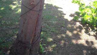 Tree all fall down.MP4