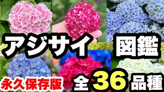 ◆【永久保存版】アジサイ図鑑2023 紫陽花のすべてがここに！