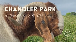 South African Boer Goats on an Australian Goat farm: Chandler Park Goat Stud