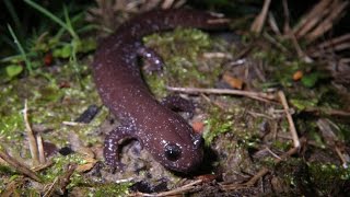 雪霸國家公園觀霧山椒魚短片