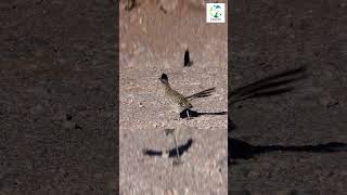 Download Mp3 👀🐤A Roadrunner Can RUN Fast! #shorts #nature #wildlife #animals #wild #roadrunner #birds #birdlovers Gudang lagu Download Mp3 👀🐤A Roadrunner Can RUN Fast! #shorts #nature #wildlife #animals #wild #roadrunner #birds #birdlovers