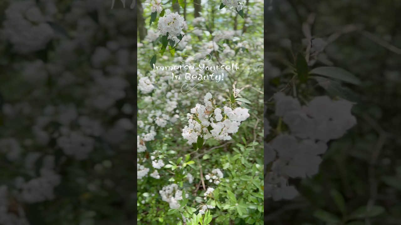 A Magical Solo Hike Through Mountain Laurel in Full Bloom on Rimrock Trail!