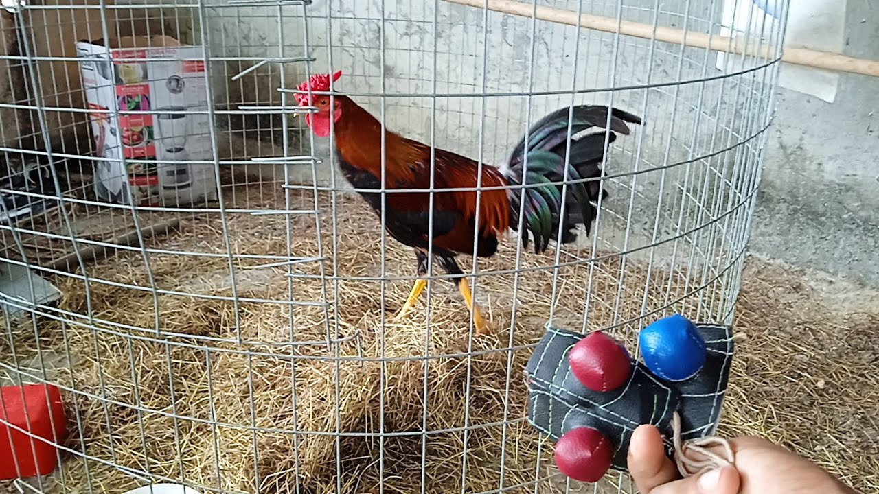 entrenamiento para gallos de pelea - YouTube