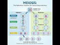 Understanding the Process of Meiosis I and II