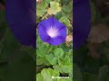 يابنت منهم خاوالك يابنت منهم عمامك
