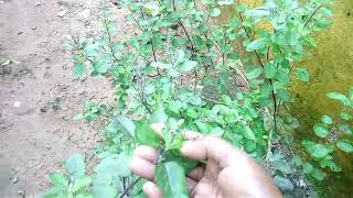 துளசி செடி வளர்க்க அற்புதமான யோசனை.tips for tulasi plant care