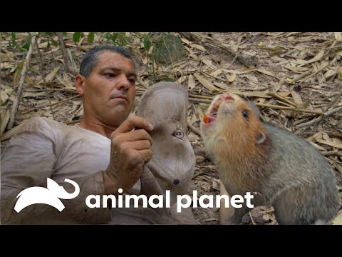 Video: ¿Cuál es otro nombre para la rata almizclera?