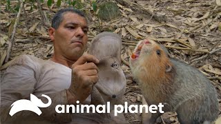 Esta rata de bambú es más fiera que una serpiente de manglar | Wild Frank vs Darran | Animal Planet