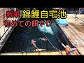 新築【錦鯉池】初めての餌やり！錦鯉飼育　濾過槽　アクアリウム　Amazing ปลาคราฟ　บ่อน้ำkoi pond 　自宅池　#錦鯉