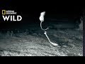 'Ninja Rats’ Evade Rattlesnake Attacks | Nat Geo Wild