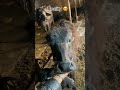🥺Wait For end #comedyvideo #shorts