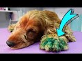 What Happened To This Dog? *Update* Those GREEN PAWS Were In HORRIBLE Condition!