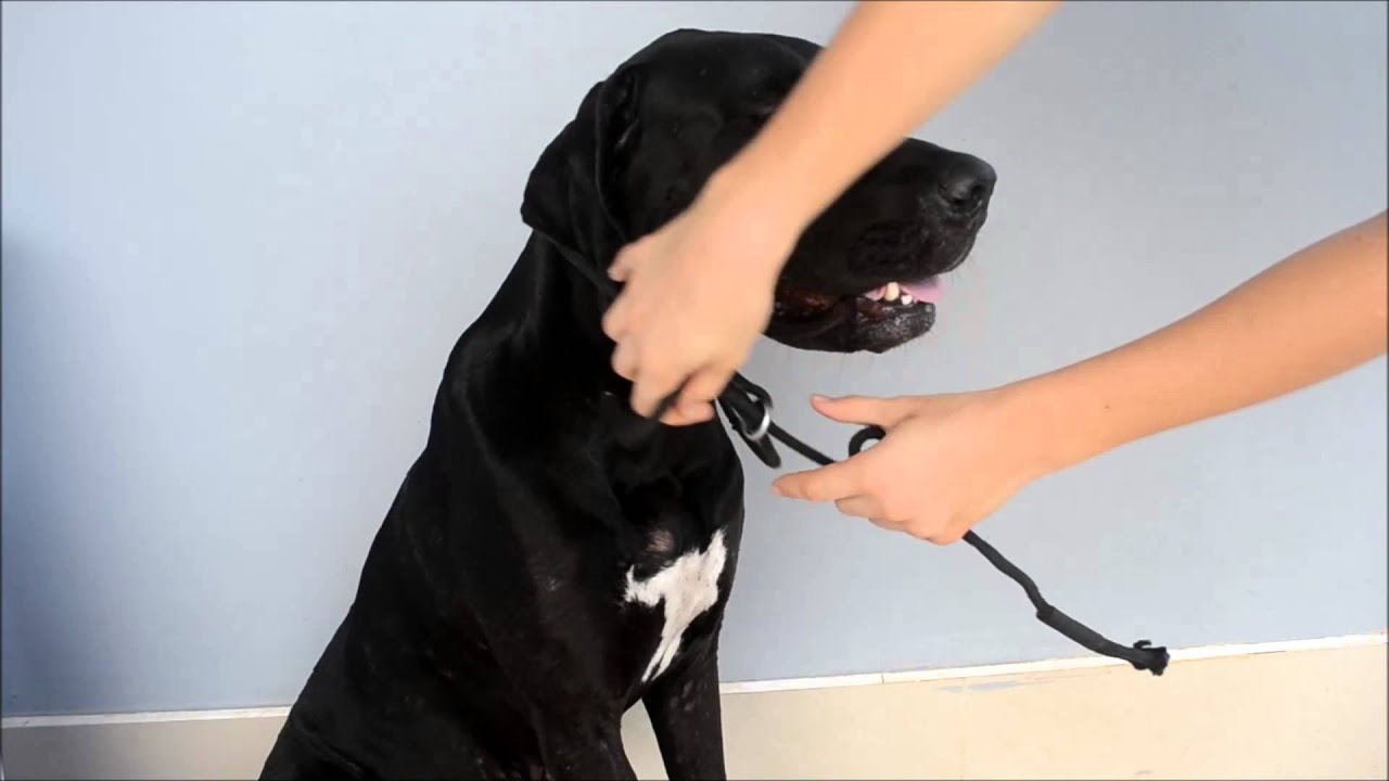 How To Make A Dog Headcollar