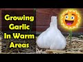 How To Grow Garlic In Warm Climates And Tropical Regions