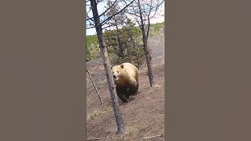 Thumbnail of Grizzly bear hunts down wild horses! 🫣🐻  -  🎥 Viralhog