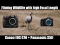 Filming Wildlife with Canon EOS C70 + Panasonic S5II with Long Focal Lengths