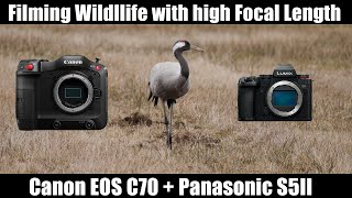 Filming Wildlife with Canon EOS C70 + Panasonic S5II with Long Focal Lengths