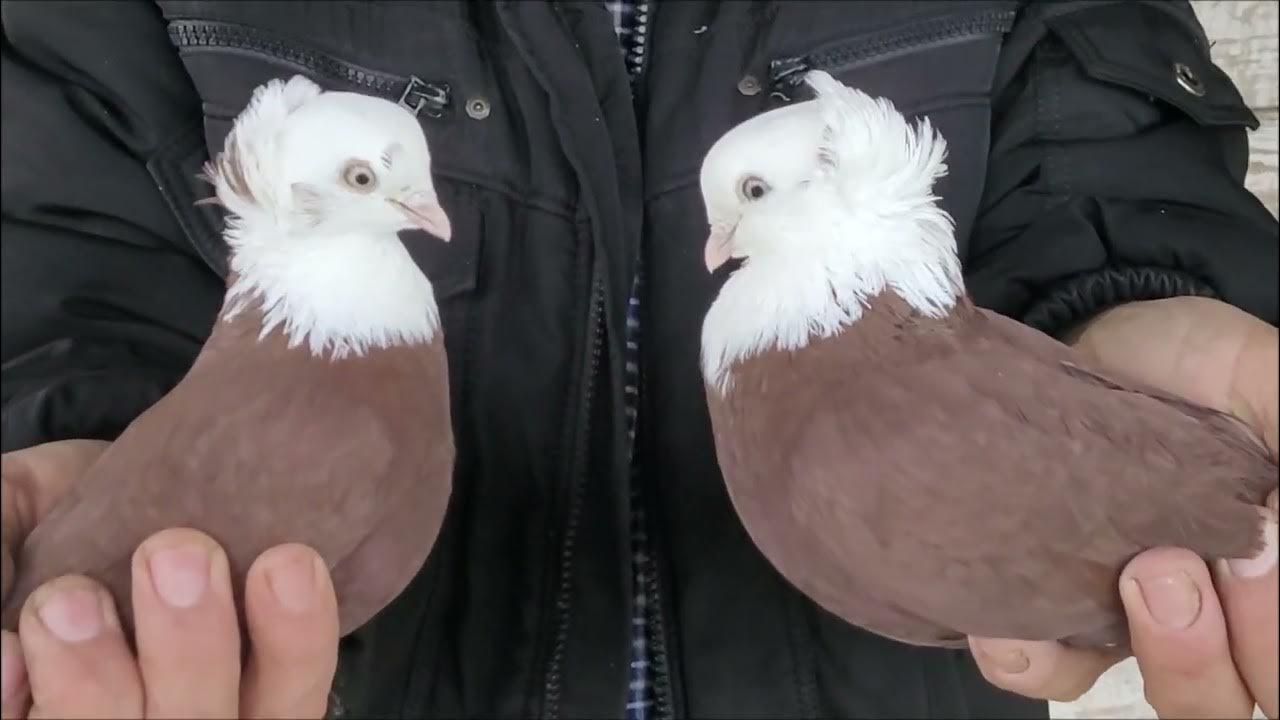 Голуби породы апатин. Турецкие бойные голуби. Николаевские. Голуби породы турман. Голуби бакинцы чубатые.