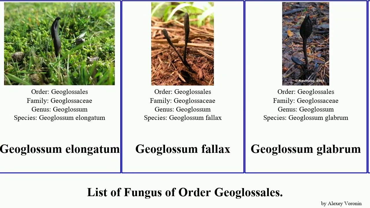 Fungus of Order Geoglossales geoglossum microglossum simile fallax viride Sabuloglossum