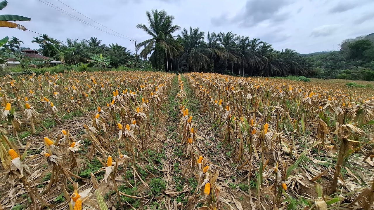 DESA KILANGAN KAB BATANG HARI JAMBI MENUJU SWASEMBADA PANGAN JAGUNG 