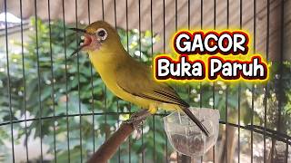 Sekali Pancing Pleci Bahan Cepat Gacor Buka Paruh