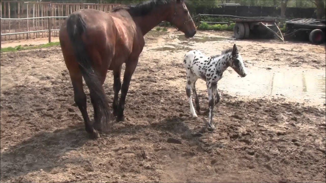 20 jarige merrie, met bont gevlekt hengst veulen, geboren bij Stal Klaver