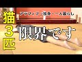 猫を保護して疲労度MAXになったので猫以外の出会いを求めてしまいました笑