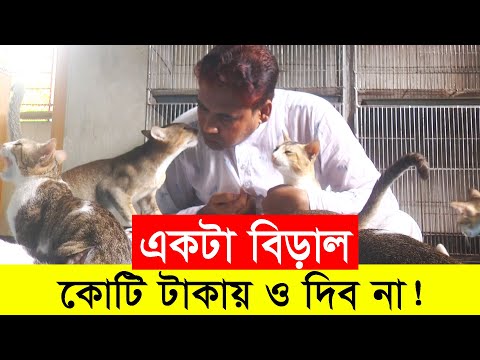 ভিডিও: এস্তোনিয়ান হাউন্ড এবং বিগল: পার্থক্য, জাতগুলির তুলনা, চরিত্র, মালিকের পর্যালোচনা