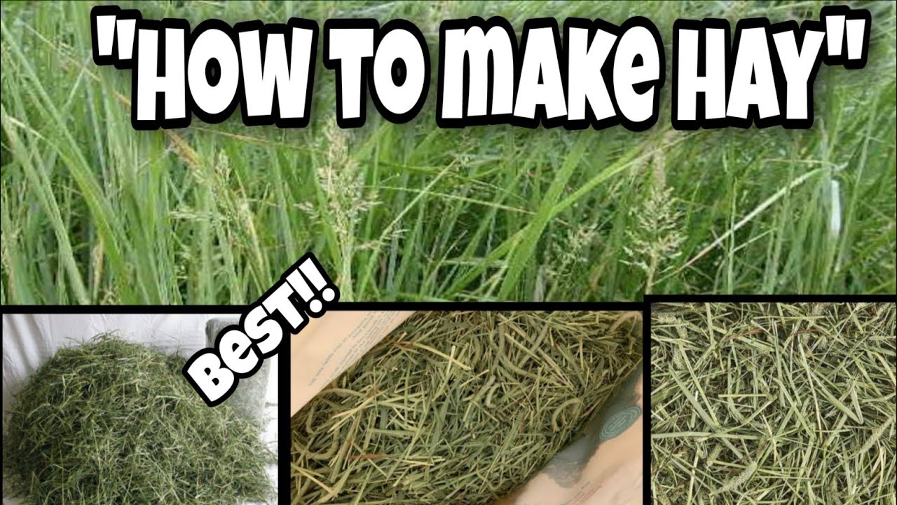 Rabbit Farming How to make HAY Air Dry o Sundry? Rabbit Diet YouTube Rabbit Farming How to make HAY Air Dry o Sundry? Rabbit Diet YouTube