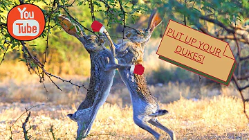 Antelope jackrabbits fighting