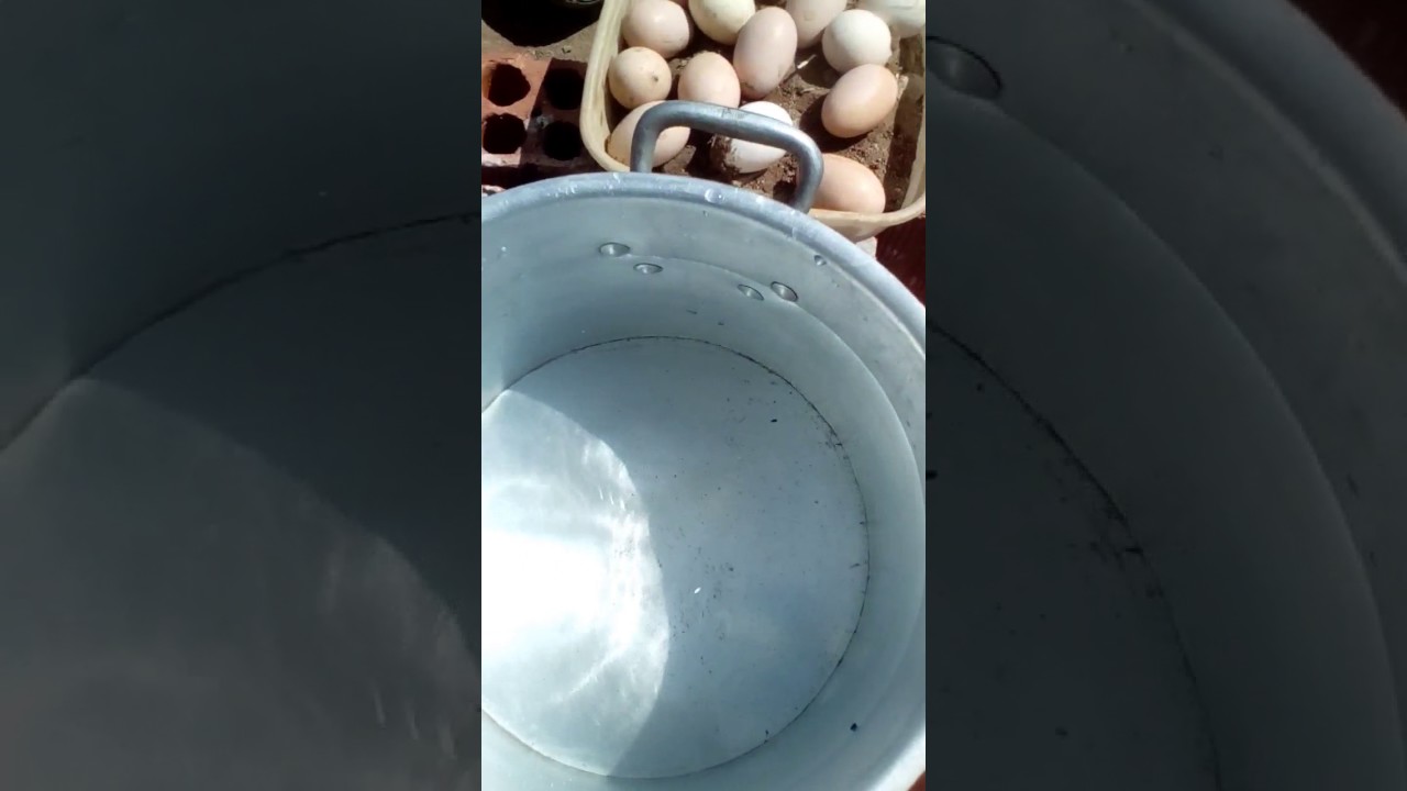 Como Chocar Um Ovo De Galinha Com Lampada
