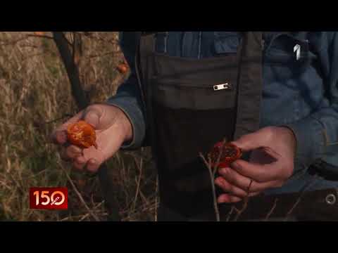 Video: Zimsko voće