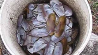 Razor Clam Cleaning  A How To with a Special Trick!