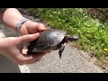 Turtle Safety- How To Help A Turtle Cross The Road