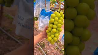 Grape Harvest #satisfying #shot