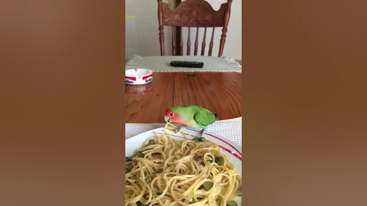A bird eating spaghetti Courtesy of Mr Rocco Testa